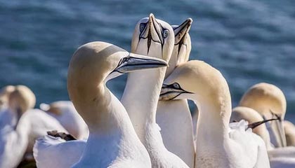 开云登录网址入口-女足亚洲杯：朝鲜队大胜乌兹别克斯坦队